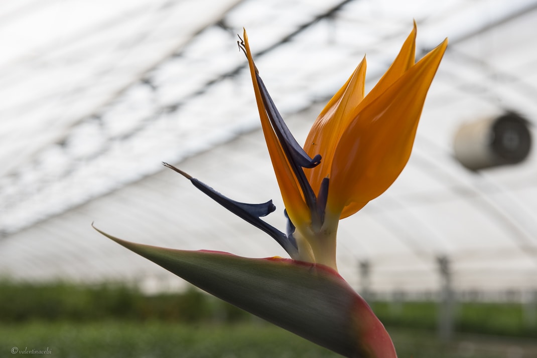 CLEARFIX premium website template