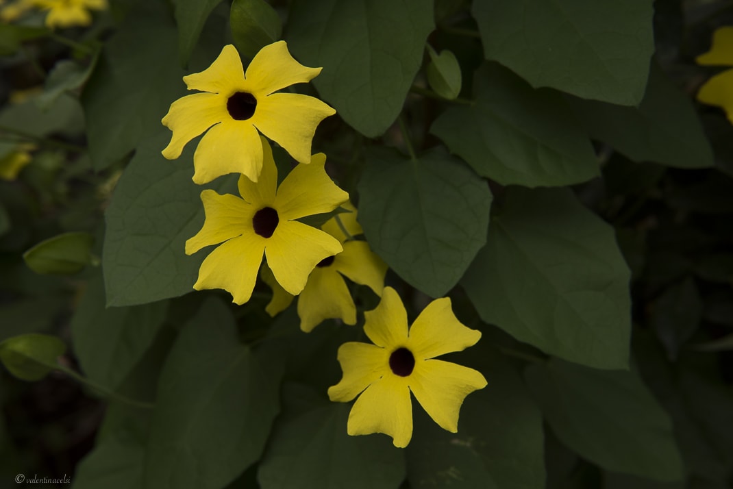 CLEARFIX premium website template