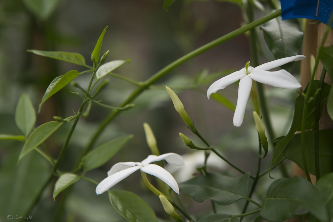 CLEARFIX premium website template