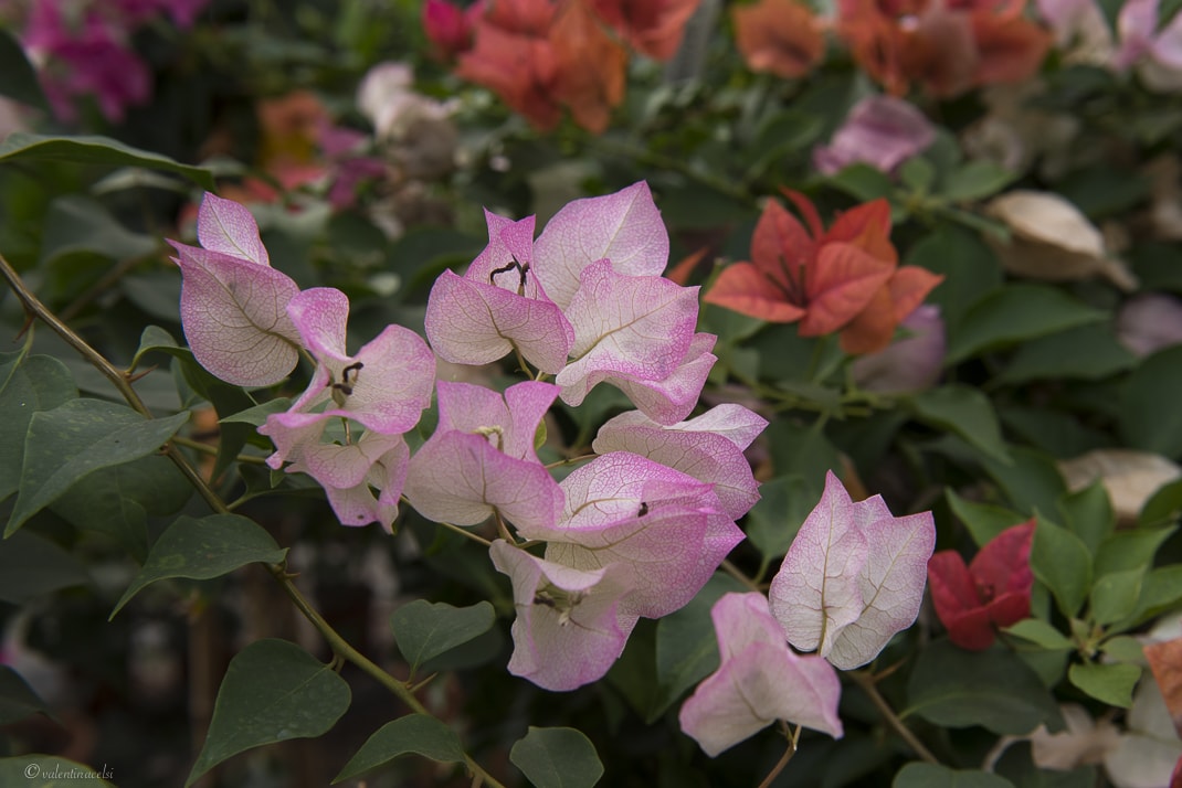 CLEARFIX premium website template