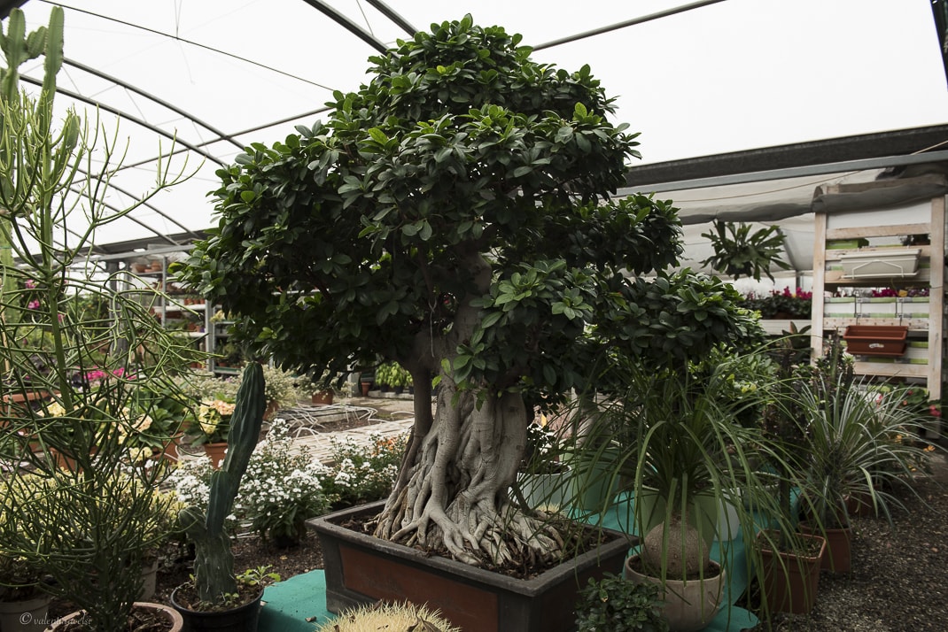 CLEARFIX premium website template