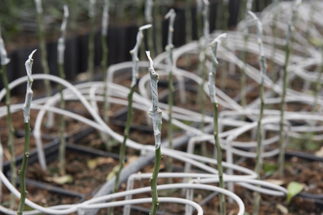 CLEARFIX premium website template