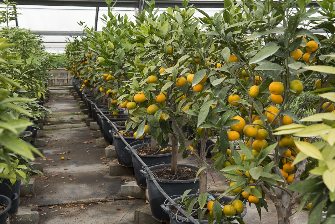 CLEARFIX premium website template