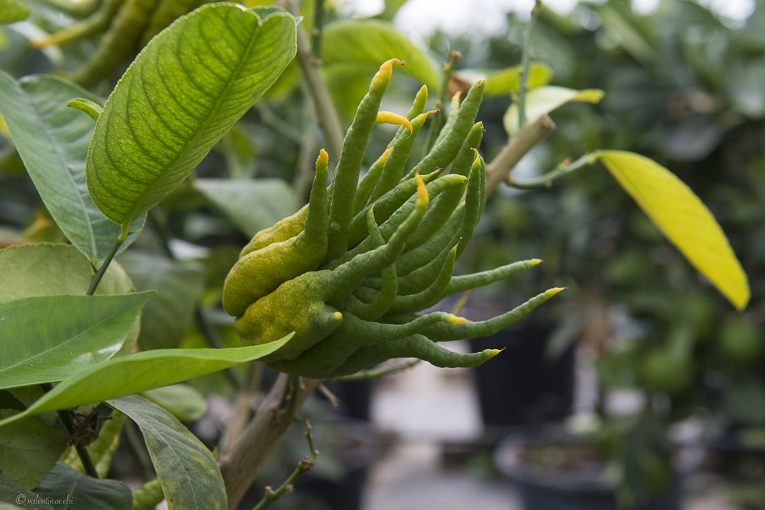 CLEARFIX premium website template