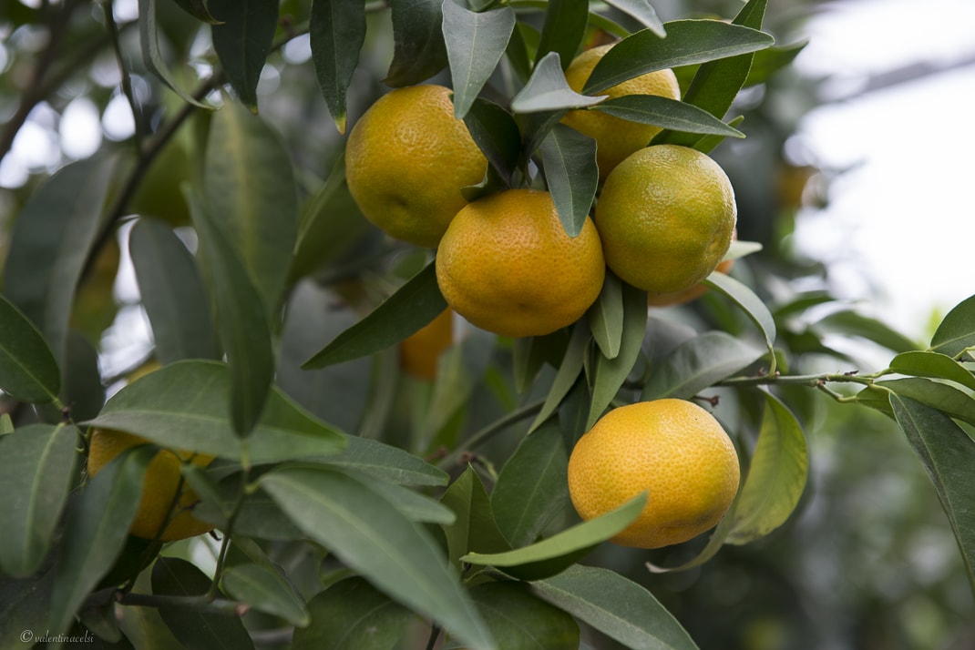 CLEARFIX premium website template